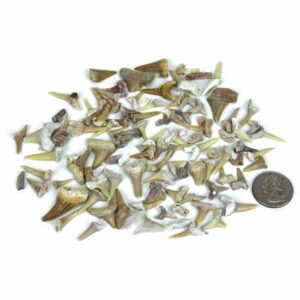 Fossilized Shark Teeth