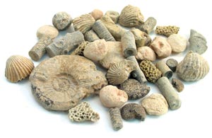 Fossil Sorting Kit