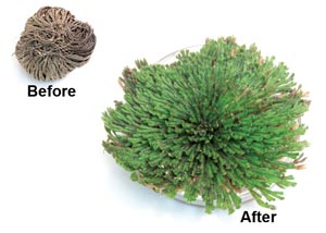 Resurrection Plant - Educational Innovations