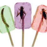 Cricket and Larva Pops - Educational Innovations