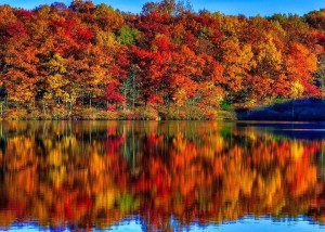 Autumn Leaf Chromatography - Educational Innovations Blog