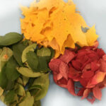 Autumn Leaves Chromatography - Educational Innovations Blog