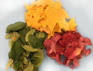 Autumn Leaves Chromatography - Educational Innovations Blog