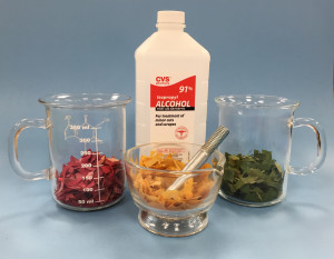 Autumn Leaves Chromatography - Educational Innovations Blog