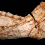 Fossils and Dinosaurs in the News - Educational Innovations Blog