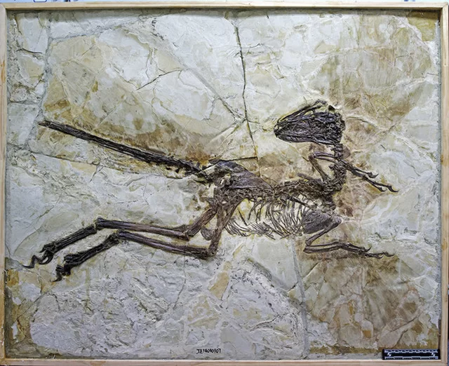 Fossils and Dinosaurs in the News - Educational Innovations Blog