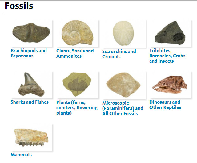 Fossils and Dinosaurs Discussion Starters - Educational Innovations Blog