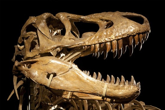 Fossils and Dinosaurs Discussion Starters - Educational Innovations Blog