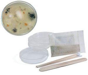 Setting Up a Bacterial Culture Lab - Educational Innovations Blog