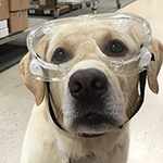 Dog Science - Educational Innovations Blog