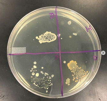 Setting Up a Bacterial Culture Lab - Educational Innovations Blog