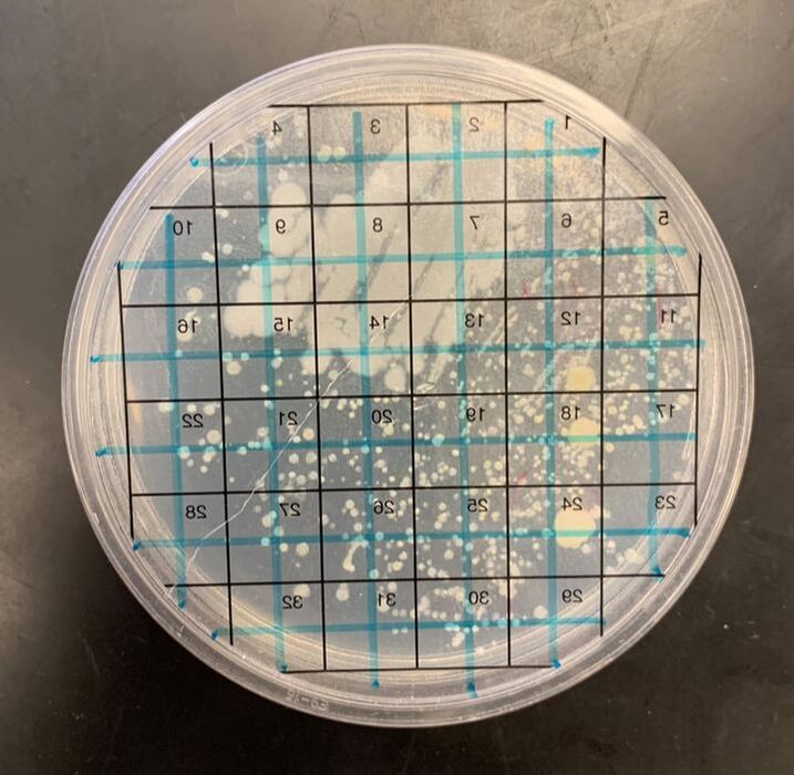 Setting Up a Bacterial Culture Lab - Educational Innovations Blog