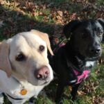Dogs and Science - Educational Innovations Blog