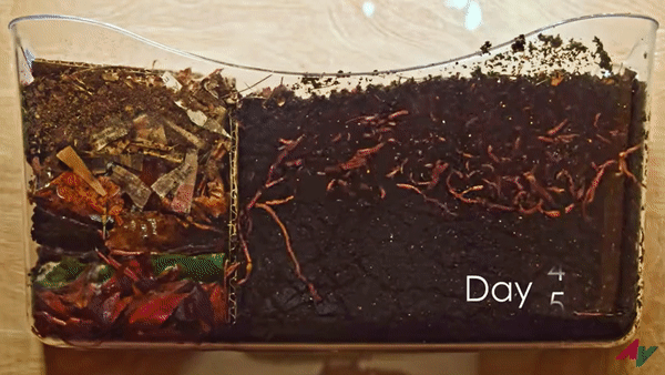 Fun with Worms and Composting - Educational Innovations Blog